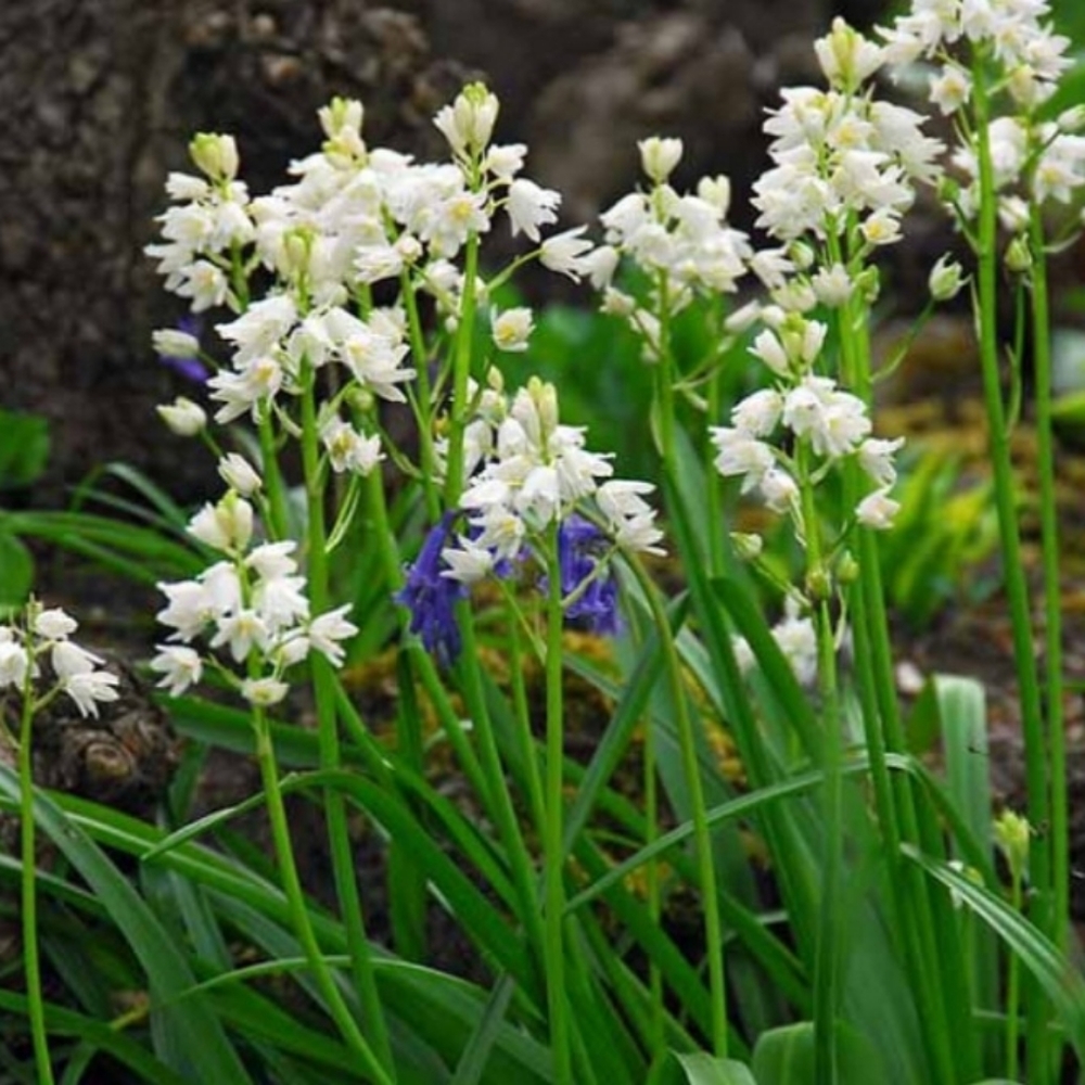 White Spanish Bluebell aka Wood Hyacinth 25 bulbs/$15